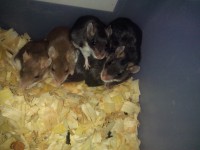 MUS MULUSCUS  ADULTOS
